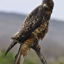 Galapagosbussard