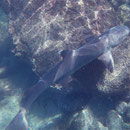 Galapagoshai