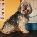 Tibet Terrier-Mix Strolch
