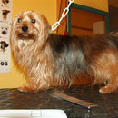 Erstfrisur für Yorkshire Terrier Rhandy