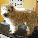 auch sehr selten: ein Irish Soft Coated Wheaten Terrier namens Vita