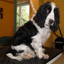 English Cocker Spaniel Happy