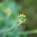 Wegrauke Blüte (Verwechslung mit Schmalblättrigem Kreuzkraut, s.auch dort)