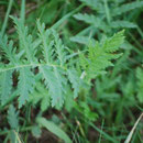 Rainfarn Blatt / schwach giftig