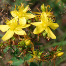 Johanniskraut