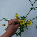 Bastard Kreuzkräuter, hier Wasserkreuzkraut x Jakobskreuzkraut. (Senecio x ostenfeldii). Copyright über AK KK erfragen!