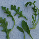 Rucola, Verwechslung mit Gemeinem Kreuzkraut möglich (s.auch dort)