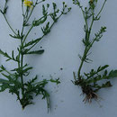Bastard Kreuzkräuter, hier Wasserkreuzkraut x Jakobskreuzkraut. (Senecio x ostenfeldii). Copyright über AK KK erfragen!