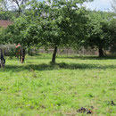 Im Obstgarten