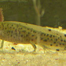 Larve des Kammmolchs