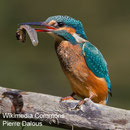 Eisvogel (Alcedo atthis)