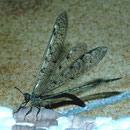 Ameisenjungfer Myrmeleon formicarius