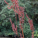 Flussampfer