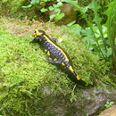 Feuersalamander (Salamandra salamandra ssp. terrestris)