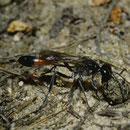 Sandwespe Ammophila spec. mit Steinchen für Nestverschluss