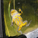 Gelbbauchunke (Bombina variegata)