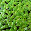Wasserlinsen Lemna spec.
