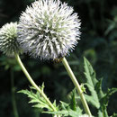 Kugeldistel
