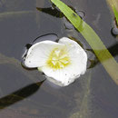 Krebsschere - Blüte