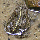 Kreuzkröte (Epidalea calamita, Synonym: Bufo calamita)