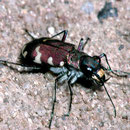 Dünensandlaufkäfer Cicindela hybrida