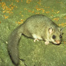 Siebenschläfer (Glis glis)