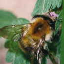 Ackerhummel Bombus pascuorum