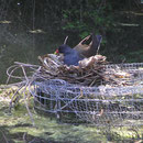 Teichralle oder Teichhuhn (Gallinula chloropus)