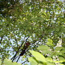 Eichhörnchen (Sciurus vulgaris)