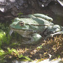Seefrosch (Pelophylax ridibundus oder Rana ridibunda)