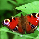 Tagpfauenauge (Inachis io)