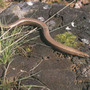 Blindschleiche (Anguis fragilis)