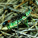 Sandwespe Ammophila spec. mit erbeuteter Raupe