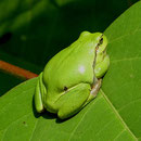 Europäischer Laubfrosch (Hyla arborea)