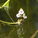 Pfeilkraut Blüte