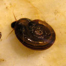Tellerschnecke