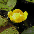 Teichrose Nuphar lutea
