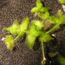 Wasserlinse Lemna trisulca
