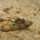 Sandwespe Ammophila spec. mit erbeuteter Raupe