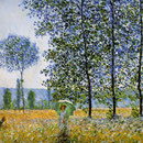 Sunlight effect poplars.