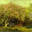 Lilacs in the Sun.