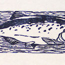 Fisch, Holzschnitt, Öl auf Chinapapier