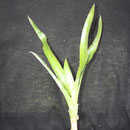 Billbergia n. schimperiana | Rebento | Ref. bsr | € 3,00