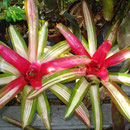 Neoregelia flandria