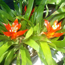 Guzmania spec.