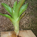 Rebento | Ref. ncr | € 4,00