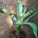 Aechmea fasciata | Vaso | Ref.afv | € 10,00
