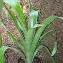 Billbergia n. schimperiana | Em vaso | Ref. bsv | € 5,00
