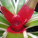 Neoregelia flandria