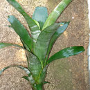 Billbergia vittatta | Em vaso | Ref. bvv | € 6,00